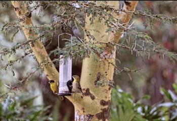 Birds singing along in the beautiful mornings in the trees around Manzili Luxury Boutique Home