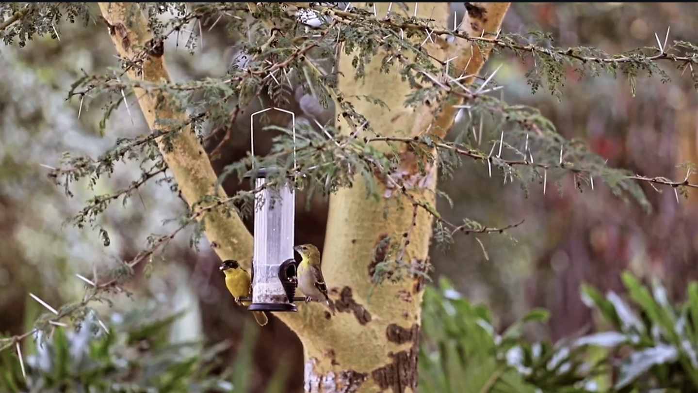 Birds singing along in the beautiful mornings in the trees around Manzili Luxury Boutique Home