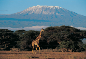 a giraffe standing in a field with a mountain in the background